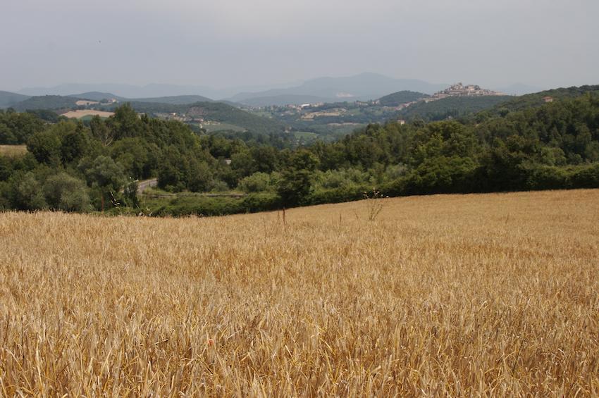 Agriturismo Collepina Amelia Buitenkant foto