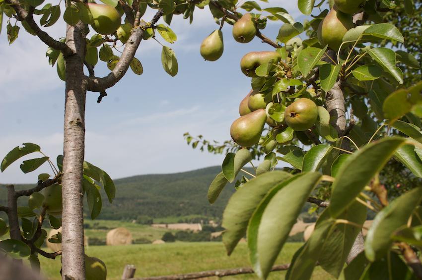 Agriturismo Collepina Amelia Buitenkant foto