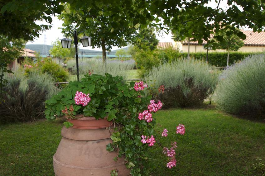 Agriturismo Collepina Amelia Buitenkant foto